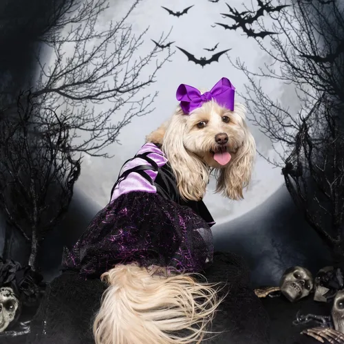 Vista 2 de Fitwarm Disfraz de bruja de Halloween para perro, ropa divertida para perros pequeños, vestido gótico para mascotas, traje para gato, terciopelo