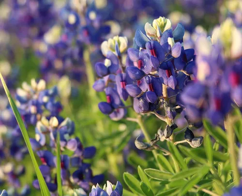 Vista 2 de Texas Bluebonnet, Lone Star Candles & More's Premium vertida a mano fuertemente perfumada, mezcla floral suave, 6 cubos de cera, Think Springtime in