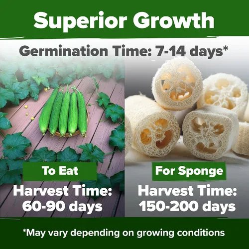 Vista 6 de HOME GROWN Flower Seed Trio - Más de 430 semillas de Estados Unidos sin OMG Lila blanca japonesa, calabazas Luffa y Gloria de la mañana Alta