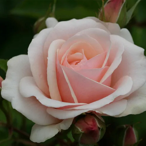 Vista 2 de Heirloom Roses Shrub Rose Bush - Majestic Planta rosa viva para plantar al aire libre