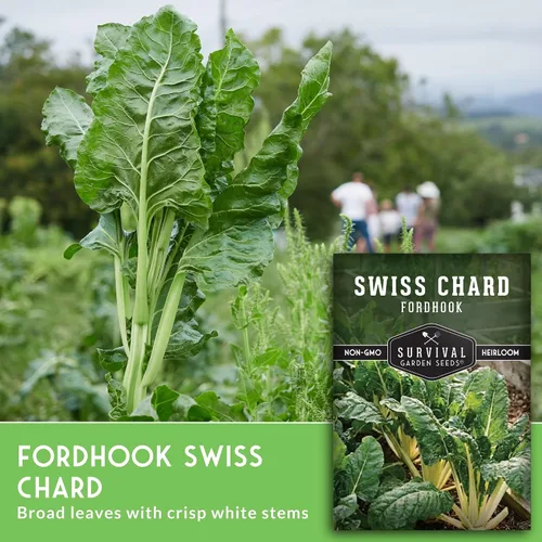 Vista 3 de Fordhook - Semillas de acelga gigante para plantar, acelga verde reliquia con tallos blancos, cultivo de clima fresco o cálido para jardines