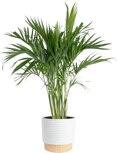 Vista 16 de Costa Farms Planta viva de palma de bambú en maceta decorativa, planta de interior grande purificadora de aire, perfecta para decoración del hogar