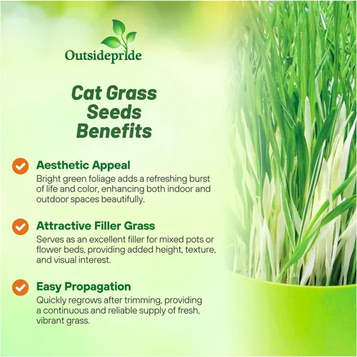 Vista 3 de Outsidepride - 500 semillas de la hierba ornamental cebada (Hordeum vulgare Variegate [Cat Grass] para sembrar