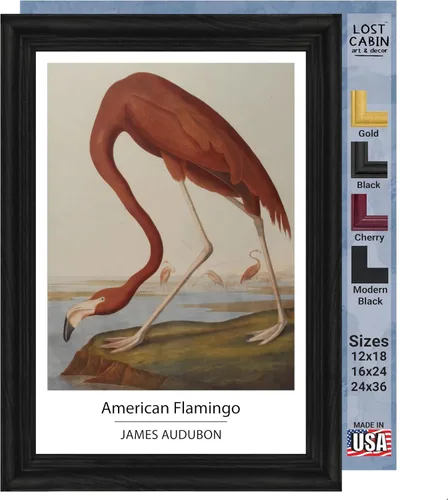 Vista 22 de Lost Cabin American Flamingo por James Audubon Impresión en marco biselado negro Reproducción de pintura de obras de arte finas Póster