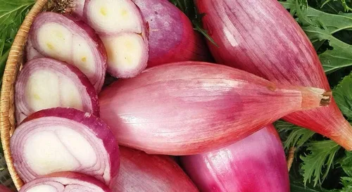 Vista 4 de Semillas Verduras herederas de cebolla de chalota roja para plantar sin OMG
