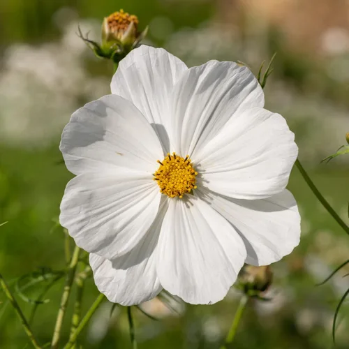 Vista 2 de Seed Needs Cosmos Seeds White Purity 5,000 Semillas Heirloom Paquete a granel