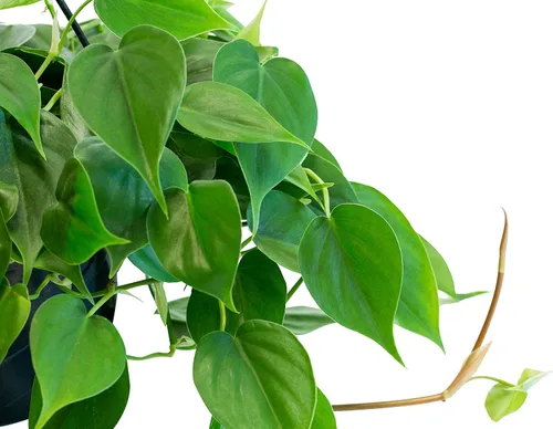 Vista 2 de Urban Jungle Philodendron Cordatum en maceta cultivadora de 4 pulgadas (planta viva)