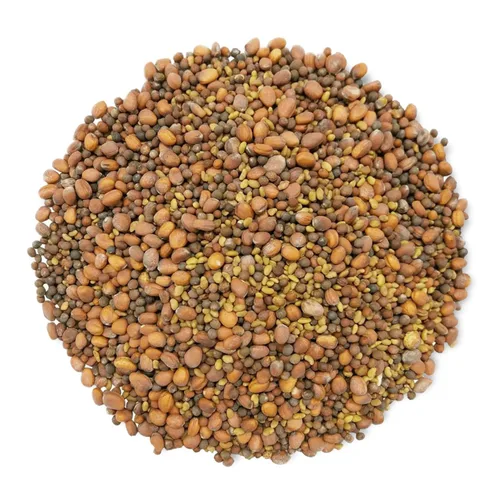 Vista 3 de Mezcla orgánica picante de semillas germinantes, 1.5 libras, brócoli sin OMG, rábano, alfalfa, crudo, tasa de germinación rica, no irradiada, pura