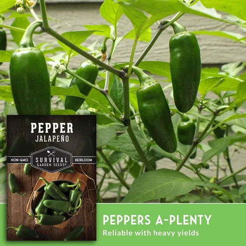 Vista 5 de Semillas de pimiento jalapeño para plantar, pimientos tradicionales sin OMG para encurtidos y salsas, semillas de jardín de supervivencia