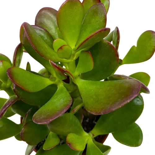 Vista 4 de BubbleBlooms Suculenta de jade en una maceta de 4 pulgadas Crassula ovata