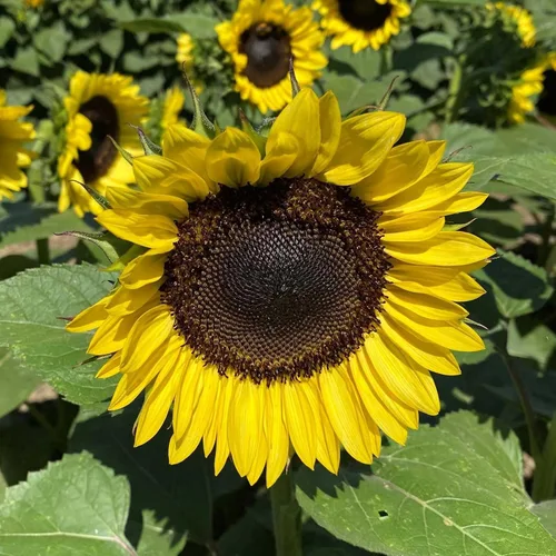 Vista 43 de Eden Brothers Semillas de girasol - Autumn Beauty