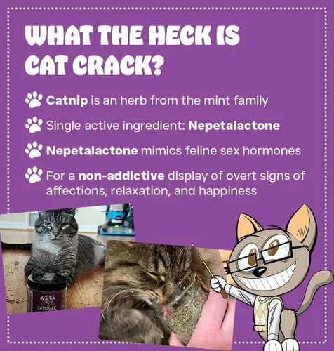 Vista 2 de Cat Crack Hierba gatera orgánica, mezcla orgánica 100% natural que energiza y excita a los gatos, golosinas seguras de hierba gatera utilizadas