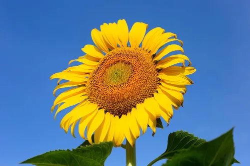 Vista 5 de TKE Farms & Gardens - Semillas de girasol de mamut para plantar, más de 100 semillas de reliquia sin OMG, girasoles altísimos con flores amarillas