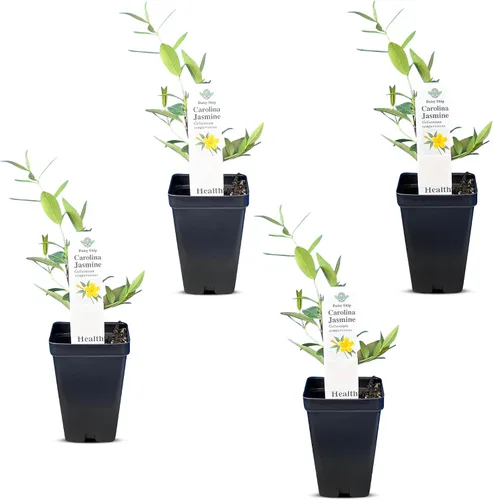 Vista 19 de Plantas de aloe coral (Aloe striata) - Suculenta viva con llamativos bordes rosados y hojas lisas y planas para jardinería en interiores