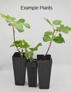 Vista 3 de Peter's Honey Fig Tree - Planta viva en maceta, fruta dulce, resistente al frío, fácil de cultivar