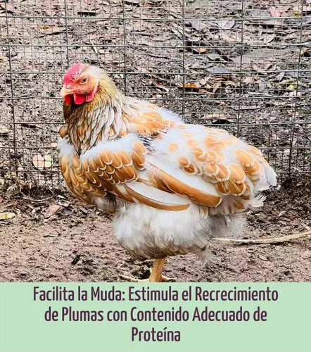 Vista 7 de WORMSKING Gusanos secos de harina de 2 libras para aves de corral, aves silvestres, sabrosa comida para pájaros