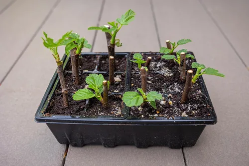 Vista 5 de Gardzen Paquete de 3 bandejas de inicio de semillas, bandejas de germinación de plantas, kit de inicio de semillas con cúpula ventilada de humedad