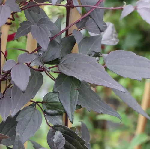 Vista 2 de Moongate Mocha™ Clematis - Maceta de 4" - Ganadores probados