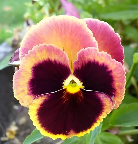 Vista 6 de Swiss Giant Pansy Seeds (Viola × wittrockiana) - Flores grandes y vibrantes en colores mixtos, sin OMG, resistentes al frío, anual de larga