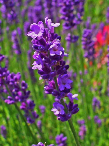 Vista 6 de Planta de lavanda inglesa Hierbas no transgénicas para plantar