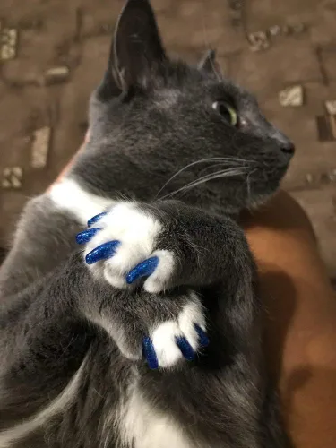 Vista 6 de YMCCOOL 100 tapas de uñas para gato/puntas de gato para mascotas, patas de gatito, patas de control de 10 tapas de uñas y 5 unidades de pegamento