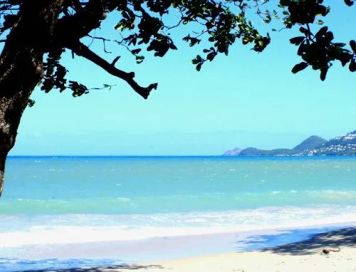 Vista 2 de Scenic Trex Beachside Jungle DVD - Virtual Walking, Cycling, Treadmill Workout