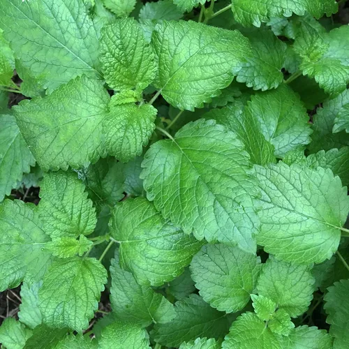Vista 4 de Planta de bálsamo de limón orgánico, (Melissa officinalis) maceta de 2.5 pulgadas, hierba aromática comestible para té y cocina