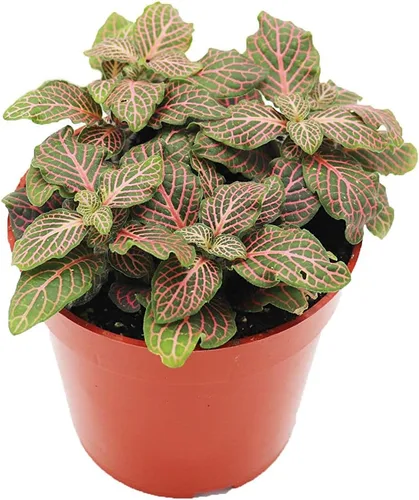 Vista 5 de Planta de Fittonia multicolor -4" de California Tropicals
