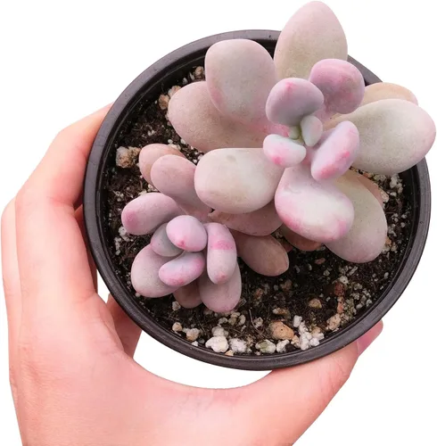 Vista 2 de Moonstones Pachyphytum oviferum - Rare Live Succulent Plant, 4 Inch Plastic Pot, Plump Blue Green Stone Like Leaves, Easy to Care, Pet Friendly