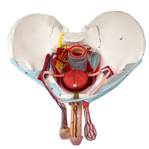 Vista 8 de Modelo femenino de pelvis y perineo con órganos extraíbles, montaje magnético, modelo anatómico del músculo del suelo pélvico femenino y útero