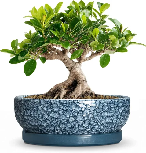 Vista 20 de Succulent Pots, 6 Inch Ceramic Bonsai Pots with Saucer, Blue
