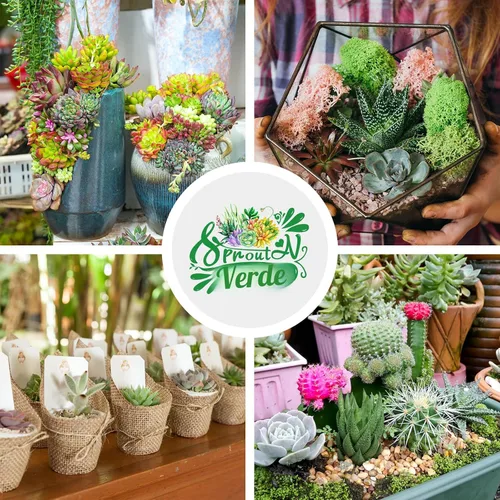 Vista 2 de Sprout N Green Plantas suculentas vivas, paquete de 5 suculentas surtidas en maceta de 2 pulgadas con mezcla de tierra, plantas pequeñas raras