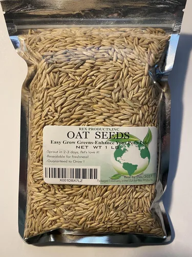 Vista 2 de Semillas de avena 1 libra (más de 3000 semillas) - Gato, perro, mascotas - Semillas de hierba de avena