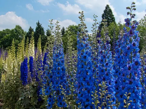 Vista 2 de Semillas Blue Tall Delphinium - Flores anuales para plantar