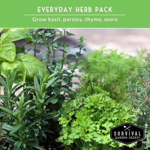 Vista 5 de Survival Garden Seeds Culinary Herb Collection - Bóveda de semillas de perejil rizado, cilantro, albahaca, cebollino, tomillo, semillas de reliquia