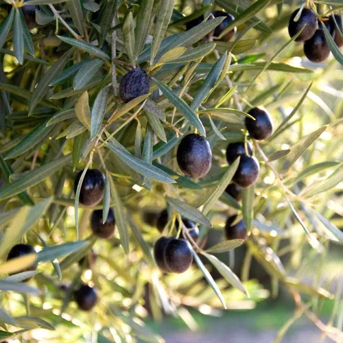 Vista 5 de Perfect Plants Planta viva de oliva arbequina, 2-3 pies, incluye guía de cuidado Self-pollinating and bears edible fruit the first year, zones