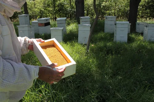 Vista 6 de Fresh Bee Polen Raw Nebraska Bee Polen Jarra de 1 galón (6 libras)