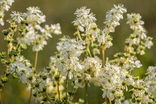 Vista 5 de Meadowsweet 350 Seeds (Filipendula ulmaria) Heirloom - Polinizado abierto