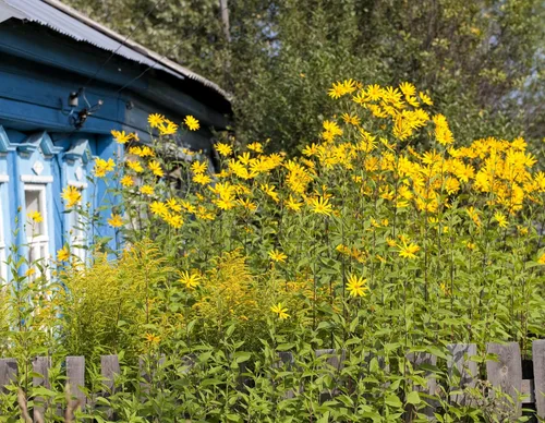 Vista 7 de 20 semillas de alcachofa de Jerusalén Sunchoke Sunroot Helianthus Tuberosus semillas de vegetales de raíz de girasol amarillo