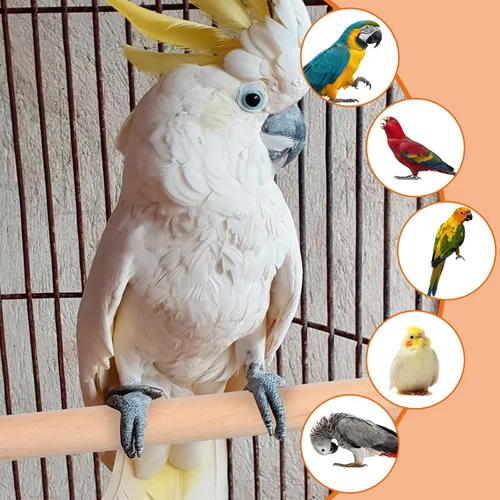 Vista 4 de 5 perchas de madera para periquitos, perchas para pájaros para jaula de madera con diferentes anchos, juguetes de jaula de pájaros, accesorios