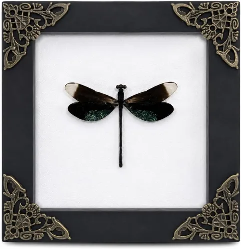 Vista 70 de 2 Real Dragonfly Specimens Shadow Box Framed Insect Display Oddities Curiosities Entomology Collection Natural History Wall Decor Gift for Nature