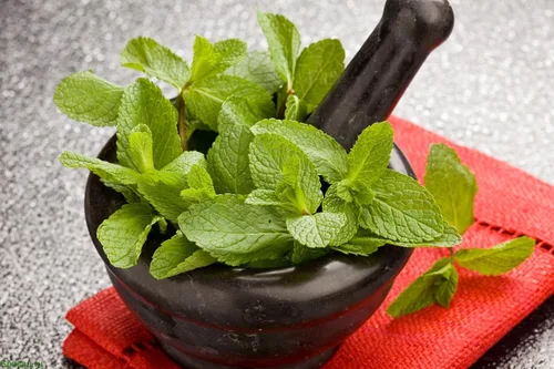 Vista 3 de Semillas Menta Menta Mentha Hierbas Medicinales Jardín para Plantar No GMO 1000 Semillas