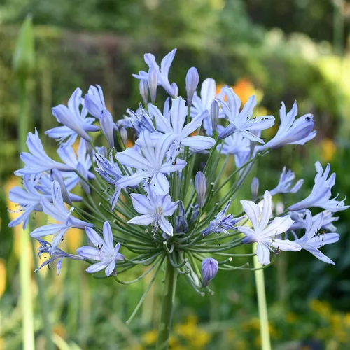 Vista 4 de Agapanthus Africanus Lily of the Nile Planta de tamaño grande de 1 galón Hierba de cobertura vegetal con floración de bajo mantenimiento