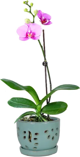 Vista 9 de W&W Maceta de orquídeas con agujeros y platillo para trasplantar, azul, 6.5 pulgadas