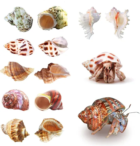 Vista 3 de SINKOO - 6 conchas de cangrejo ermitaño de tamaño mediano a grande, caracola marina natural de 2.3 a 3.5 pulgadas Natural Turbo Seashells Opening