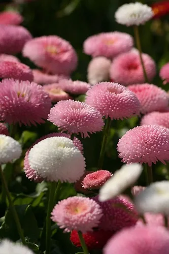 Vista 4 de Semillas English Daisy Pompon Double Mix (Marguerite Bellis perennis) Flores perennes cortadas al aire libre para plantar jardines