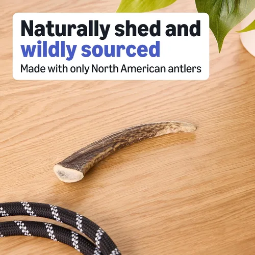 Vista 3 de Marca Amazon – Wag Dog Deer Antler masticable, desprendido naturalmente. Entero, pequeño, de larga duración para masticadores agresivos, mejor