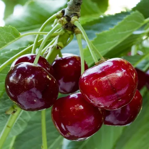 Vista 2 de Semillas de frutas mixtas para plantar, 40 unidades, limón, naranja, manzana, maracuyá, 10 unidades, arándano, 10 unidades, cereza, semillas frescas