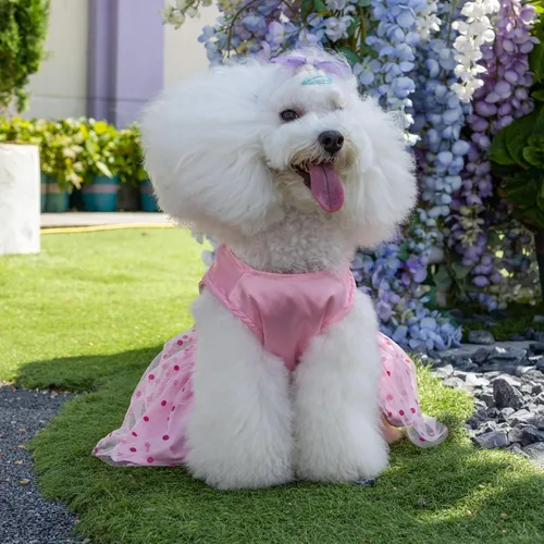 Vista 5 de CuteBone Vestido de cumpleaños para niña, ropa de princesa, disfraz de gato, ropa para perros pequeños, traje para mascotas, DD20XXS La princesa ha