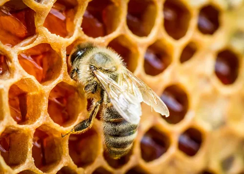 Vista 3 de Jovvily Polvo de propóleo de abeja - 8 oz - verificado en laboratorio - siempre puro - sin rellenos